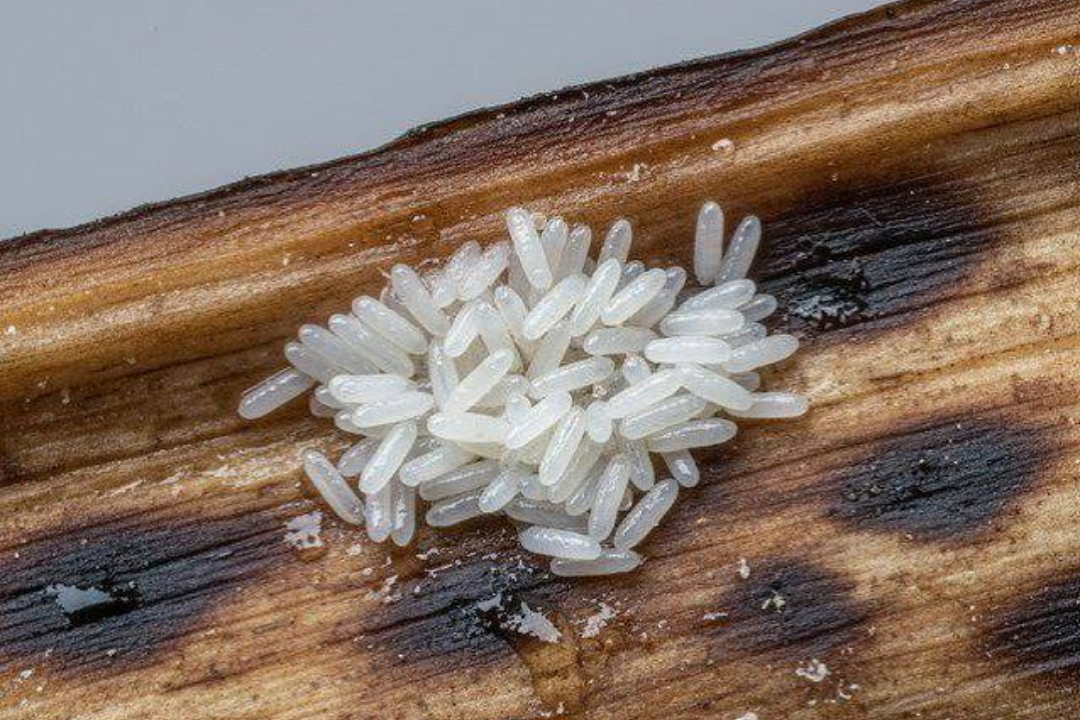 Nid de mouche : astuces simples pour l’éviter et le traiter